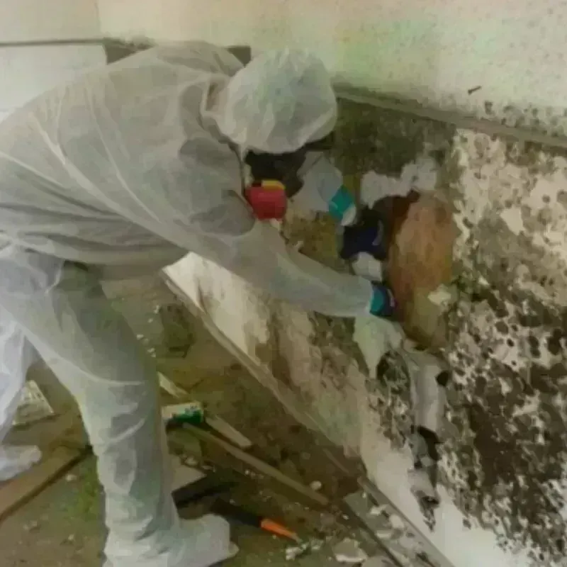 Mold Remediation and Removal in Allen County, OH